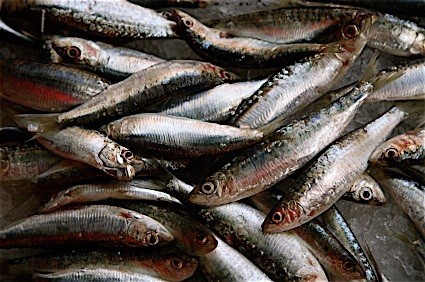 sardines