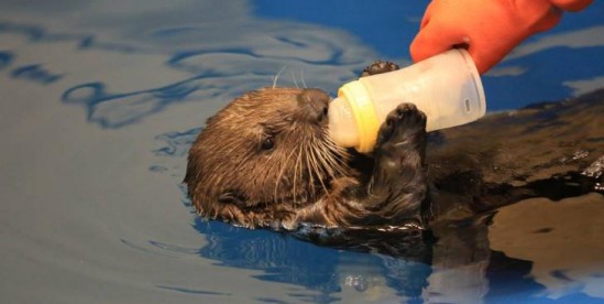 otter