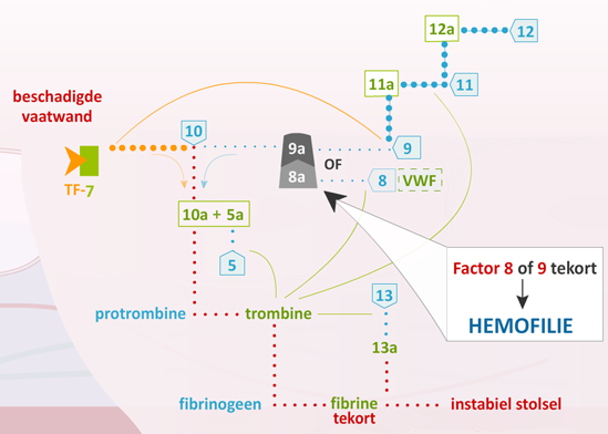 Hemofilie Přenašečky Hemofilie Nepřehlížíte Je Náhodou Prolékaře