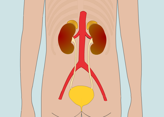 Wat zijn je nieren? - Medische informatie - Nieraandoeningen - CyberPoli