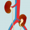 Thumbnail voor 'Geboortedefecten van de nieren en aangeboren afwijkingen aan urinewegen'