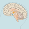 Hersenen en zenuwstelsel thumbnail