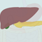 Organen die een rol spelen bij de spijsvertering: de lever, galblaas en alvleesklier thumbnail